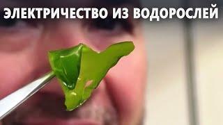 Чилийские учёные используют морские водоросли для выработки электроэнергии