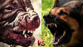 Питбуль против Немецкая овчарка КТО ПОБЕДИТ? Pitbull vs German shepherd!