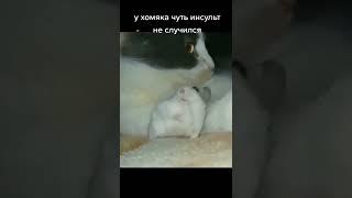 хомяк обосрался