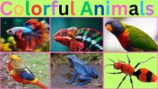 Beautiful Animals and Birds ||  Amazing Animals and Birds Compilation