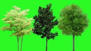 Tree Green Screen