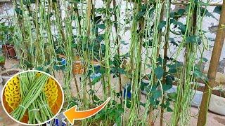 Growing Long Beans From Seeds At Home / Easy For Beginners And High Yield