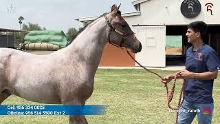 Visita a Rio Rico Ranch 2024 - Potros disponibles