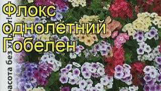 Флокс обыкновенный Гобелен. Краткий обзор, описание характеристик phlox drummondii