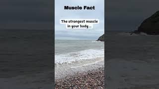 What is the strongest body muscle you have? #youtubeshorts #facts #vitaminmusic #trending #life