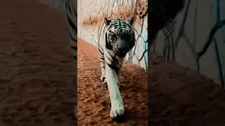 The Majestic Stalker: A White Tiger’s Commanding Presence#tiger #cute #shorts