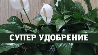 Спатифиллум ( женское счастье)  применяю только это удобрение