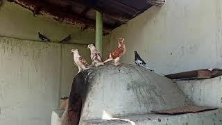 ШАХРИХОН УЧМА КАПТАРЛАРИ СОТИЛАДИ 934471161 летает голубей FLY PIGEONS UCHMA KABUTARLAR