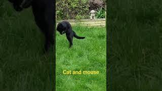 Furball plays cat and mouse. #cats #catvideos #catlover