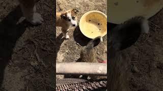Щенки Puppies