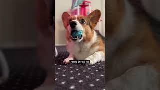 Corgi Needs a Little Bit More Stimulation in His Life  #shorts #corgi