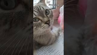 #хорошегонастроения #вэтотдень #котик #татьянакулевцова #абакан #хакасия #cat #сибирь #втоп #реки