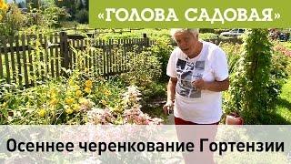 Голова садовая - Осеннее черенкование Гортензии