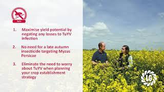 How to protect your oilseed rape yields from turnip yellows virus