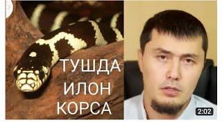 Tushda ilon ko'rsa Umar qori Tush tabiri Haqida Умар Кори Тушда илон корса