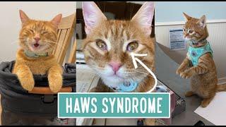 Haws Syndrome (The Third Eyelids in Cats)