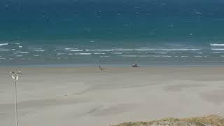 Policing of dogs on strand beach! captured by live webcam. Do you agree or disagree?