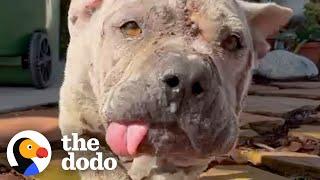 Nobody Wanted This Dog Because Of How He Looked | The Dodo