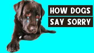 How Dogs Say Sorry - This Can Surprise You