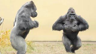 Drumming in rapid succession! Gorilla parent and son playing madly Shabani Group