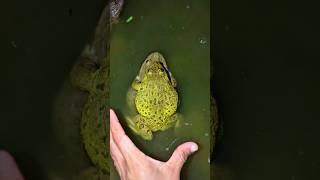 Catch a funny rain frog sound tong tong | Touch the frog to make a funny drum sound | funny froggy