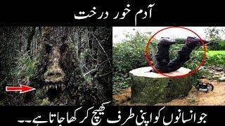 Man Eating Trees - Adam Khor Darakht - Mysteries Of Trees - Urdu Documentaries 2018