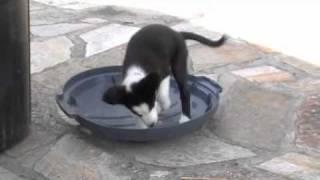 Border Collie Pup Dances to Irish Music
