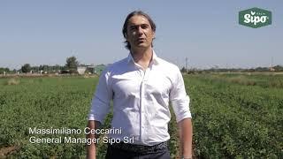 Video Sipo Macfrut in English