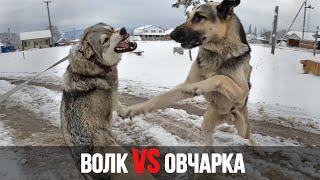 Волк VS Овчарка. На прогулке Восточник атакует волчицу, но он не ожидал такого отпора !