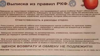 #ЗАКОНЫ РФ#ОТВЕТСТВЕННОСТЬ ЗАВОДЧИКА И ВЛАДЕЛЬЦА ЩЕНКА ЧИХУА#ПИТОМНИКРКФМАРИМИСТИК#БЕЛОГООКРАСАЧИХУА