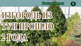 Живая изгородь из туи брабант,результат посадки туи через 2 года.Питомник "Хвойный дворик"