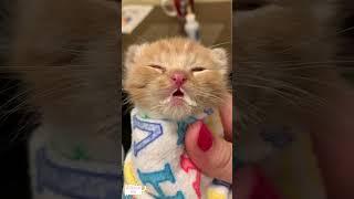 Whisker Wonders: Tales of Tiny Feline Tots.#cat #catsoftiktok #catlover #funny #funnyvideos #foryou