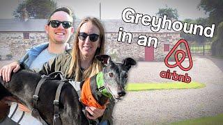 Taking our greyhound on an AirBnB break in Ireland | VLOG #171