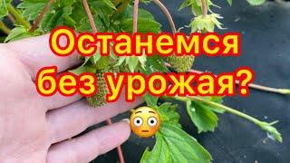 Останемся без урожая?!.. А также заборим, косим, красим. Один день из …