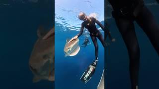 EVOLUTION  #sharkdiver #savesharks #sharkdiving #ocean #tigershark