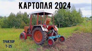 Копаю картоплю сезон 2024 трактором т 25 саморобною копачкою #трактор #т25