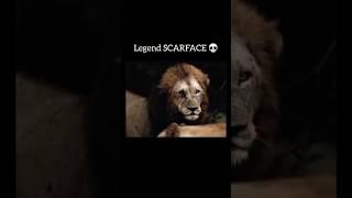The number, legendary lion scarface hunted#animal #scarface #wildlife #junglezoo #lionfight