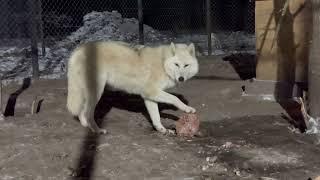 Blind Arctic wolf cub‼️ Northern wolves in Russia.