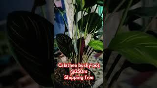 Calathea plant online sale #calathea #homegardentamil  ️