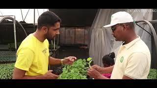 Part 7 High Tech Nursery | Vegetable Grafting Process