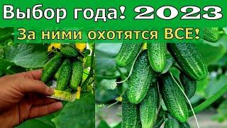 Лучший сорт огурца для посадки в 2023г. СУПЕР ОГУРЕЦ 2023