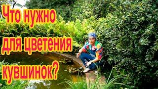 Чем подкормить кувшинку?