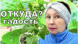 У меня шок третий год подряд. Не знаю чем победить такую тлю на рассаде.