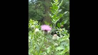 Honey bee stealing pollen