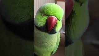 Fluffy, adorable Indian Ringneck parrot singing and chirping. Little bird wants some treats