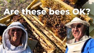 Helping a Concerned New Beekeeper | LONG HIVE Inspection