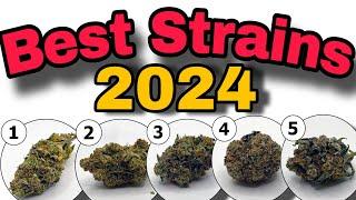 Top 5 Cannabis Strains DGC Cup 2024