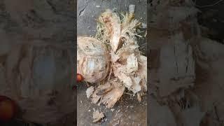 Dudh or Ruh afja ki sharb ruh afja ki sarve dudhwali Sharma############yummy #foodlover #food