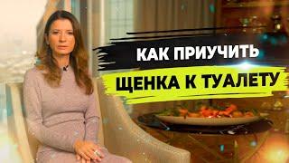 Как приучить щенка к пеленке? Воспитание щенка. Начальная дрессировка щенка.