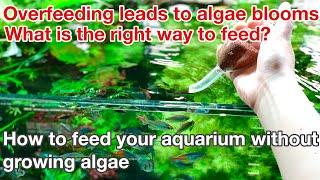 How to feed your aquarium without growing algae「ADA nature aquarium,aquatic plants,fishkeeping」